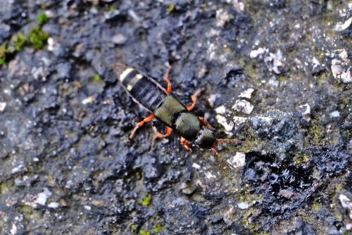 Platydracus fulvipes